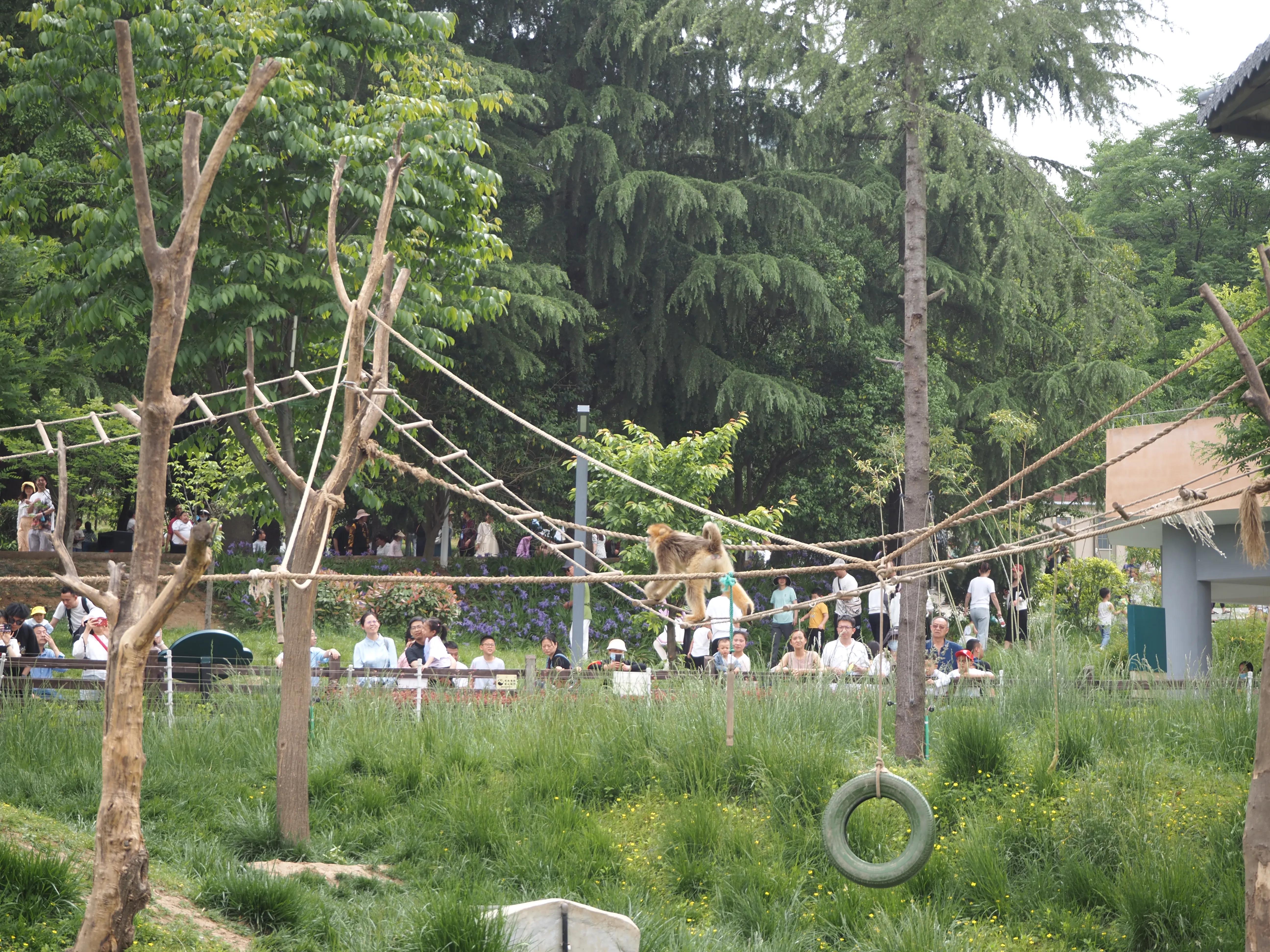 秦岭四宝大熊猫羚牛朱鹮金丝猴 (秦岭四宝科学公园多少大熊猫)