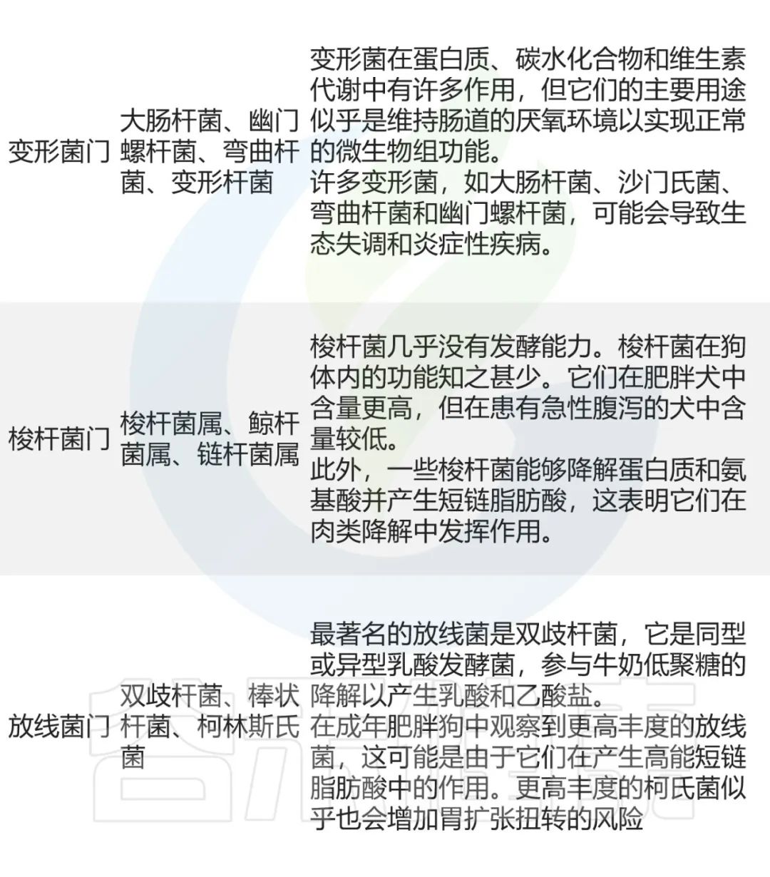 猫肠道菌群活性显微镜,猫肠道菌群类型图