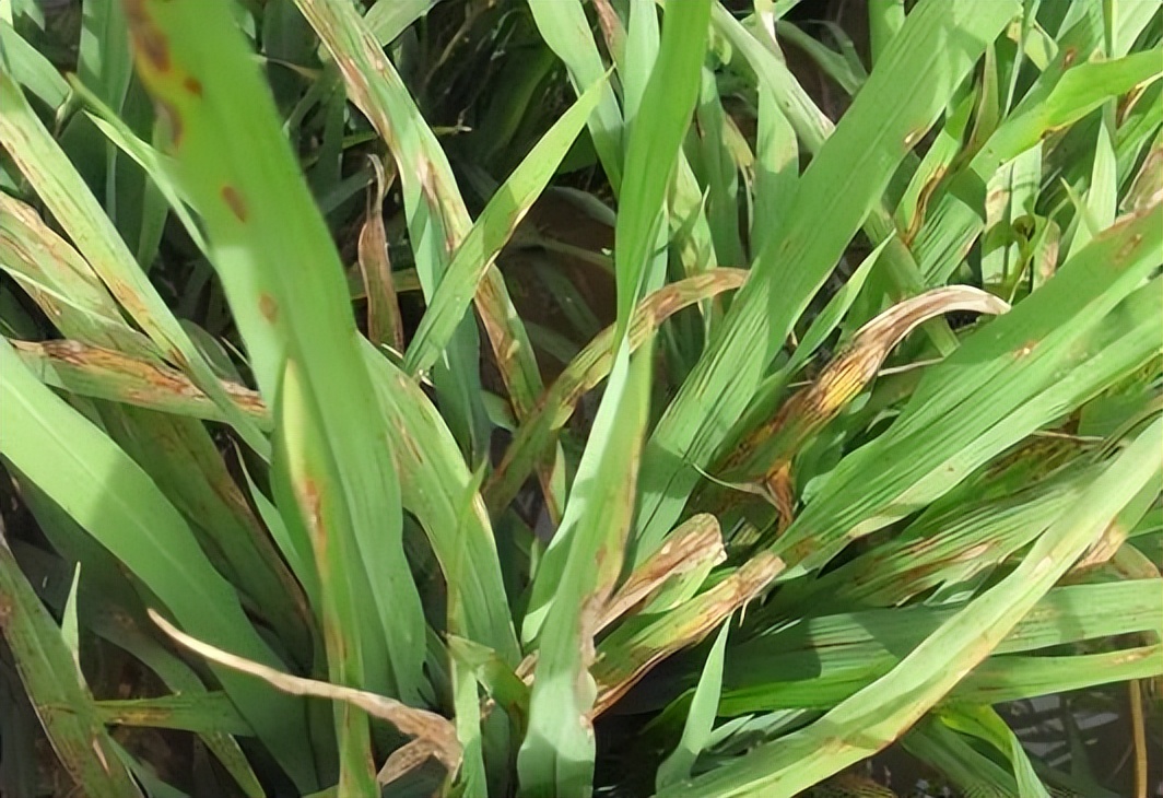 快速检测真菌感染,快速识别作物病害