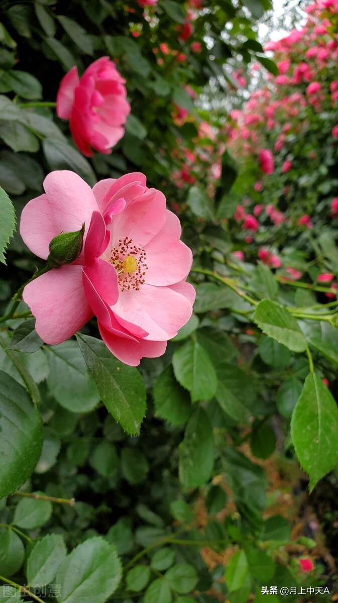 咏月季花的诗,月季花七绝诗