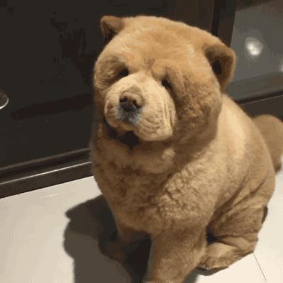 带福气吉祥好运的狗名字,不同颜色的狗都代表什么运气