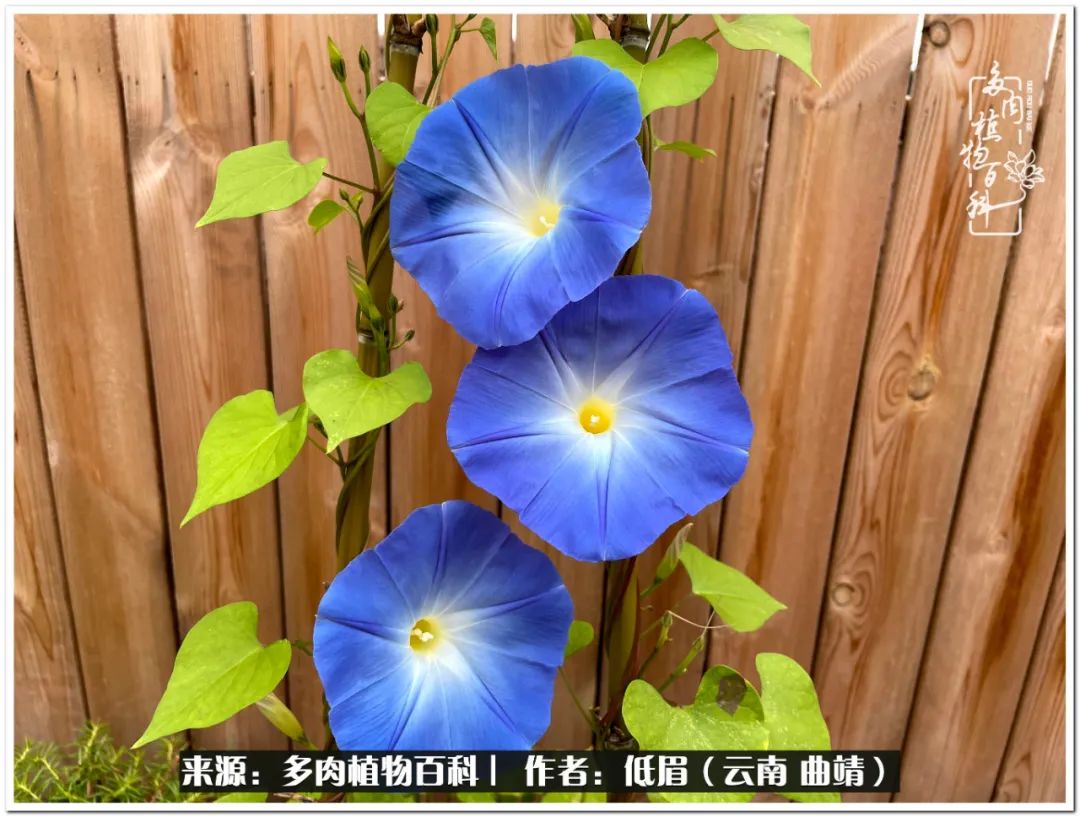 养了七年多肉,养了八年的肉肉终于开花了