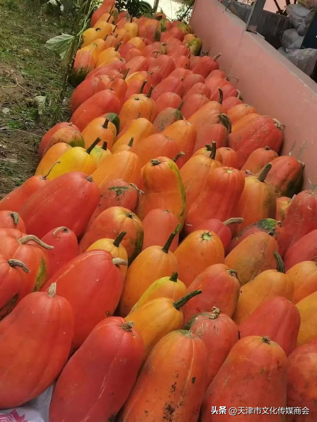 打造农特产品线上销售平台,蓟州农产品销售平台