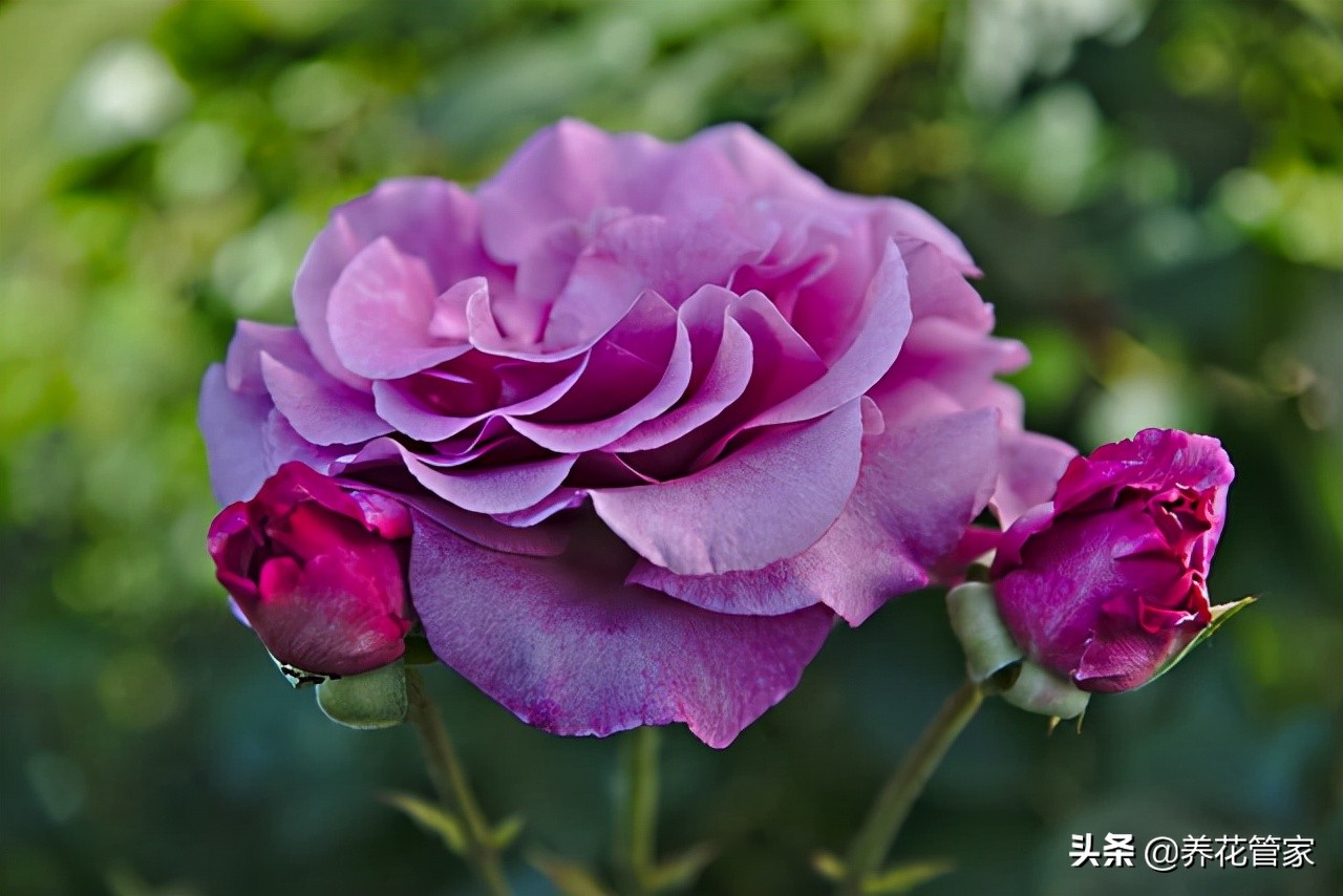 哪种紫色的月季最好看,蓝紫色的月季有哪些