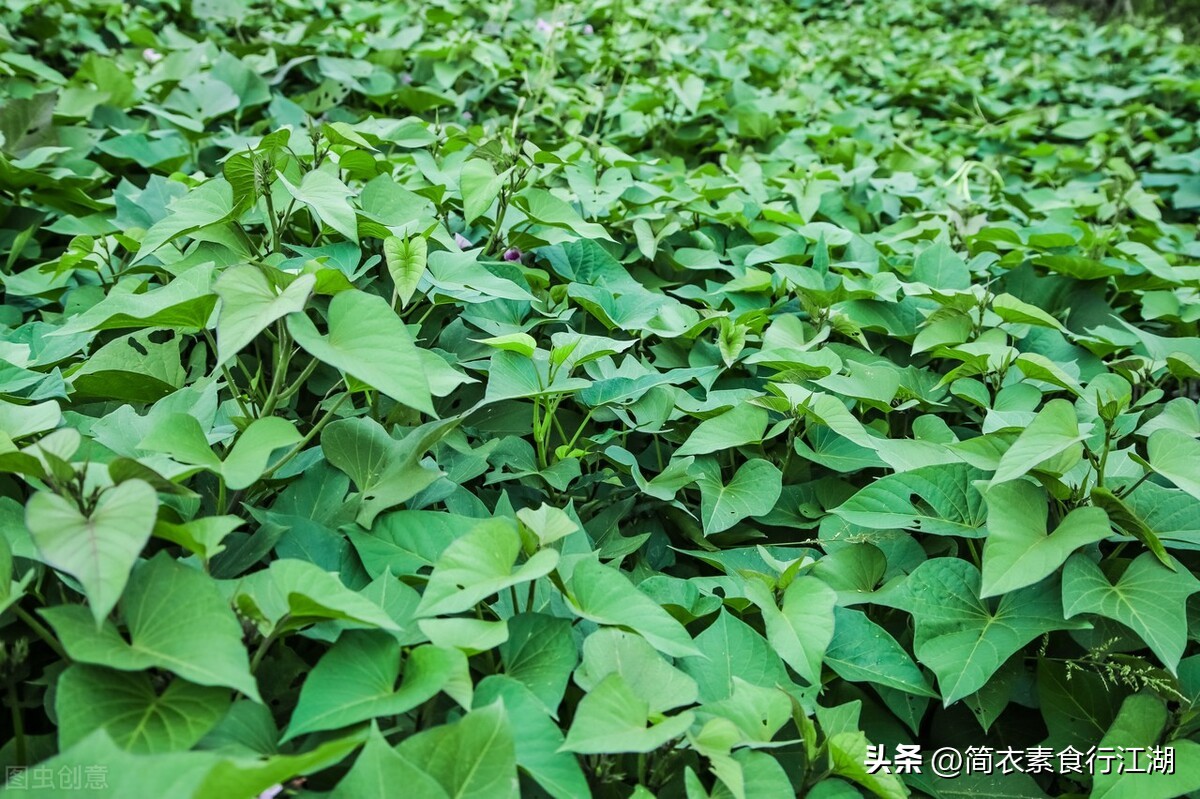 她做保姆这些年豪门生活4,她做保姆这些年豪门生活244