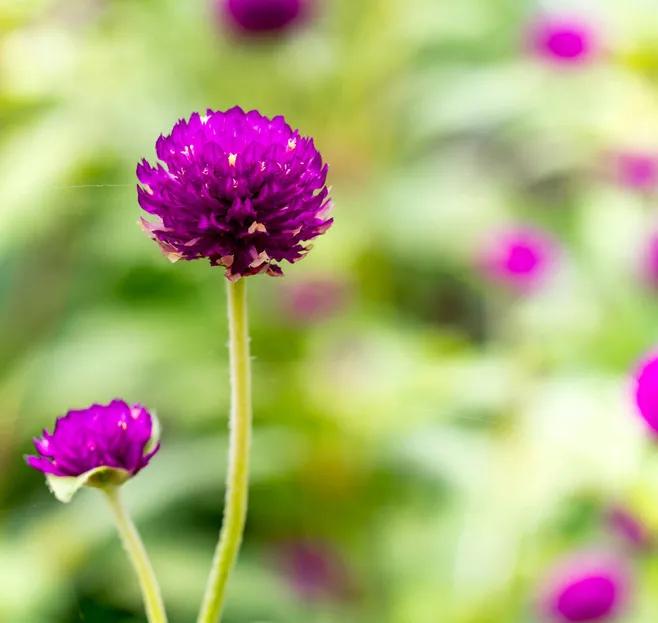 春夏之交，越来越多的花含苞欲放，这一百种娇媚蓓蕾真是美不胜收