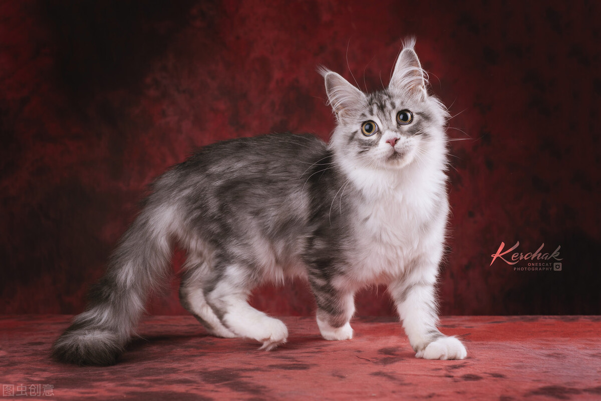 这几种猫不要养,哪几种猫便宜又好养