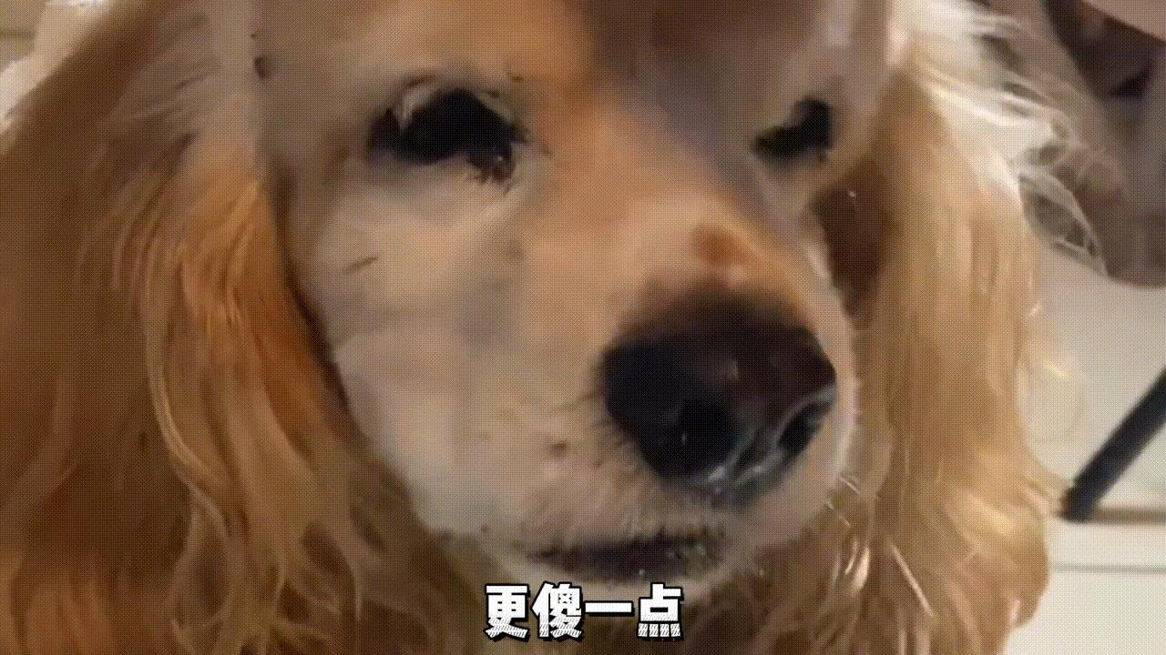 美国可卡犬建议养吗,美国可卡适合家养吗