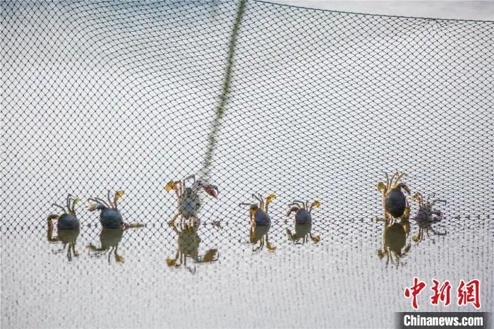 大闸蟹攻略带你品味大闸蟹,哪里大闸蟹可以媲美阳澄湖大闸蟹