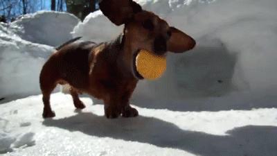 人类禁止*亲近**繁殖，为何要让狗“回交”？甚至品种越纯越好？