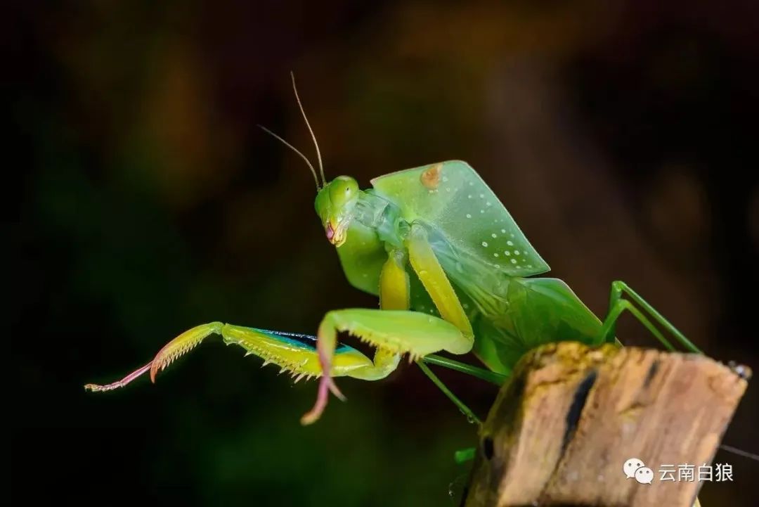 学校突然出现诡异的虫子,女生宿舍惊现不明虫
