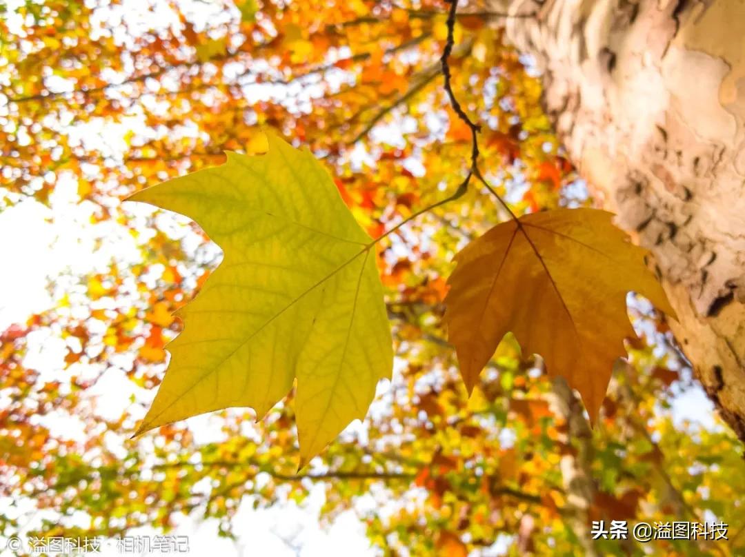 索尼xperiapro-i和黑卡,索尼手机xperiapro-1拍照测试