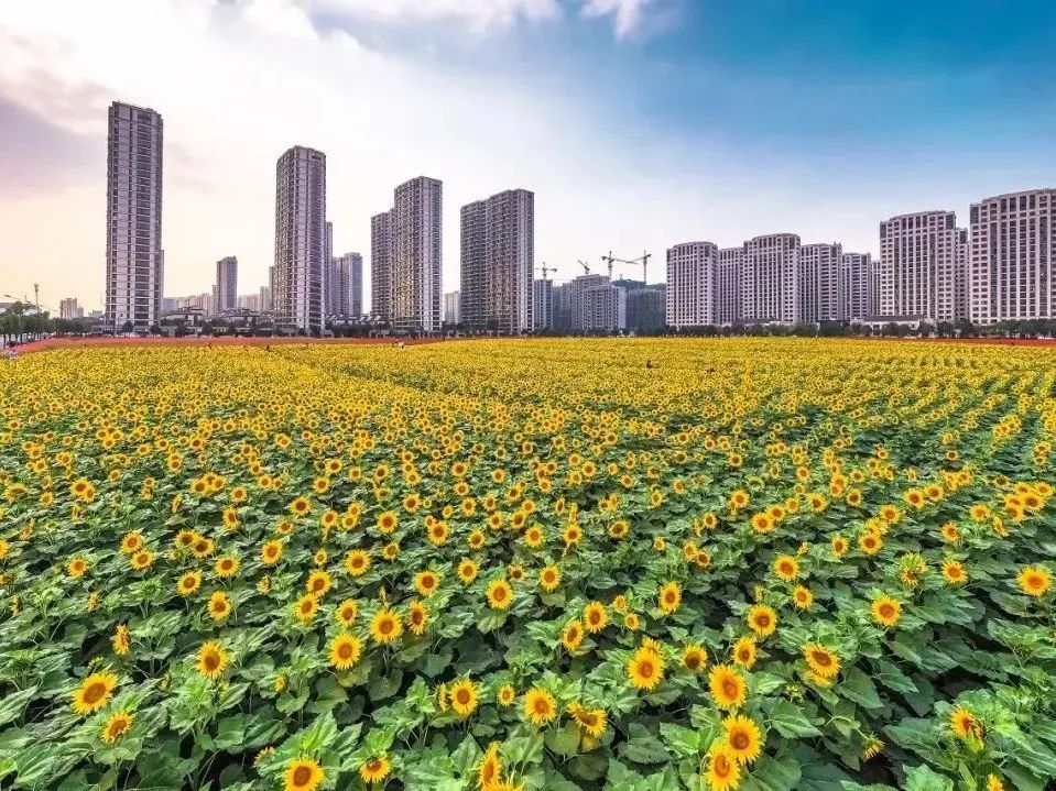 崇贤未来5年内的发展,崇贤未来10年如何规划