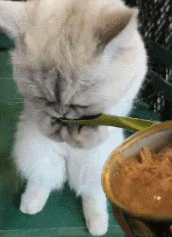 猫咪骗水喝的办法,猫咪骗水神器视频大全