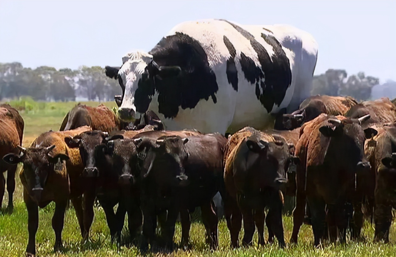 世界上最可怕的10种变异蜗牛,世界上最稀有的蜗牛品种
