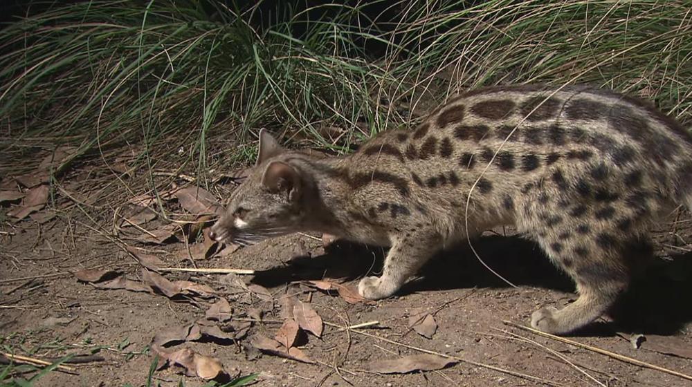 狸猫天生会捉老鼠吗,狸猫会不会抓老鼠