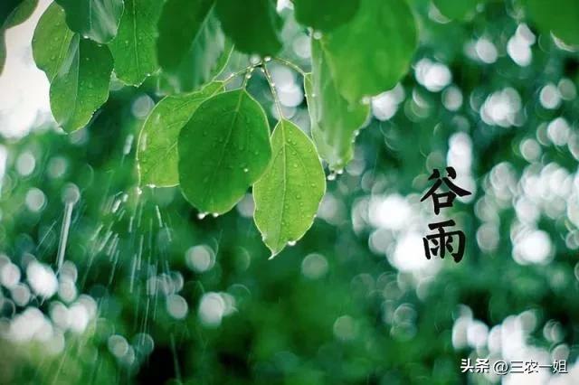 明日三月初一谷雨，“谷雨在月头，寡妇不用愁”，今年收成好吗