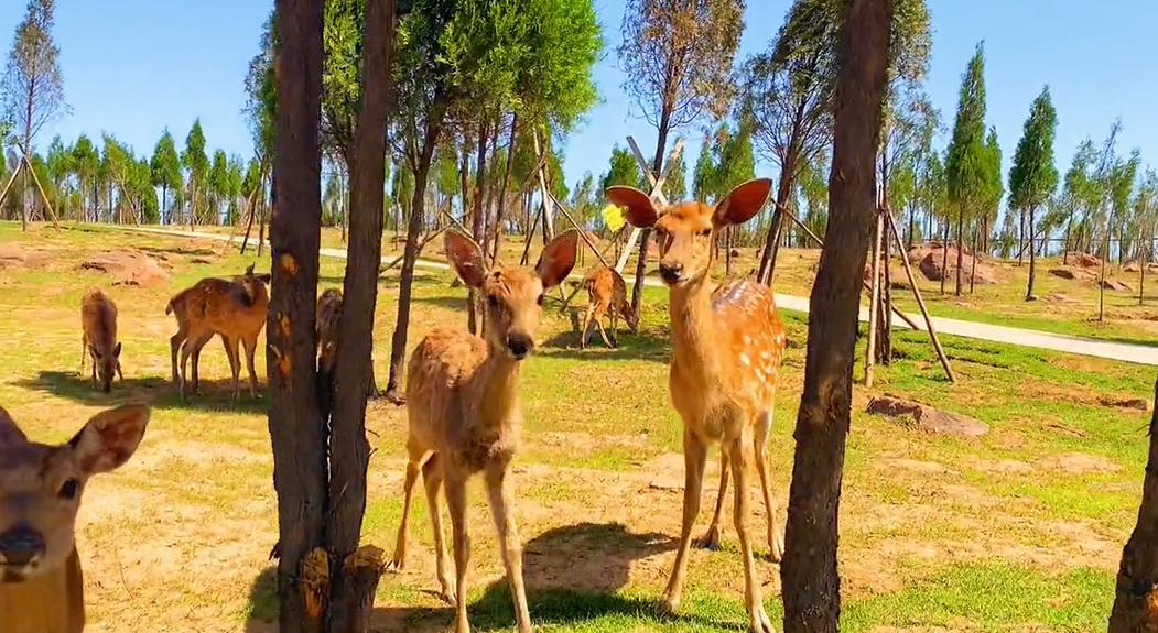 郑州七月份适合带孩子去哪旅游,郑州周边五一适合去哪旅游带孩子