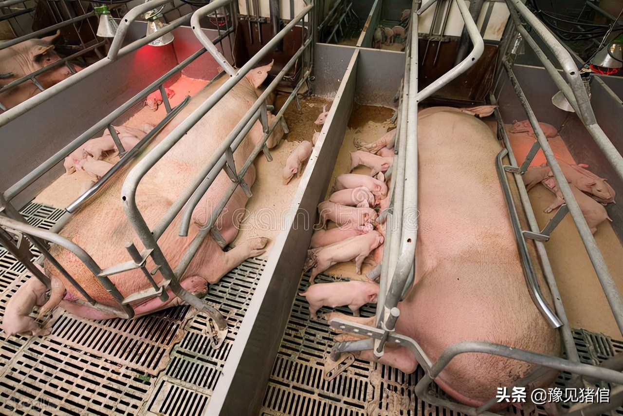 怎么进行母猪分娩舍的分批管理,养猪产房的操作流程