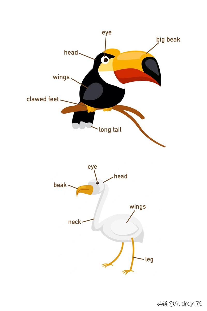 动物部位英语单词,动物身体器官英语单词大全