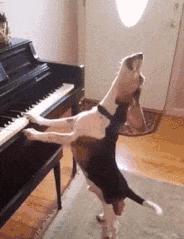 每日gif搞笑趣图,每日gif