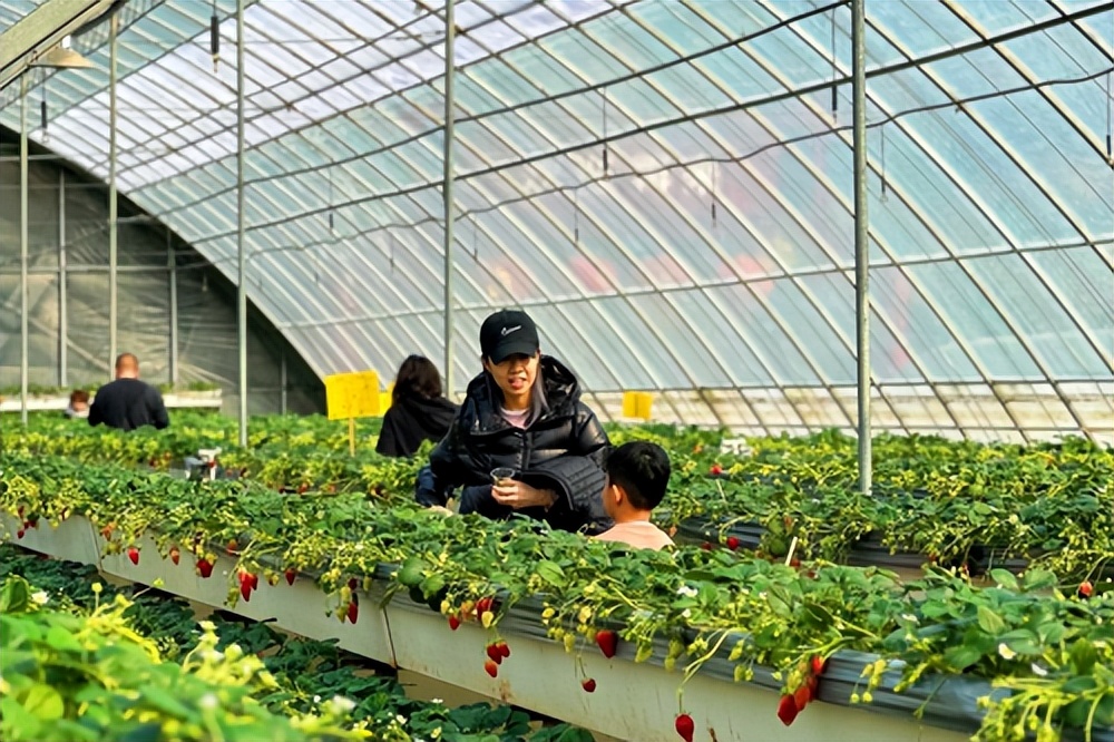 辛巴辛有志坚持科技助农，爱心助农传递“莓”好