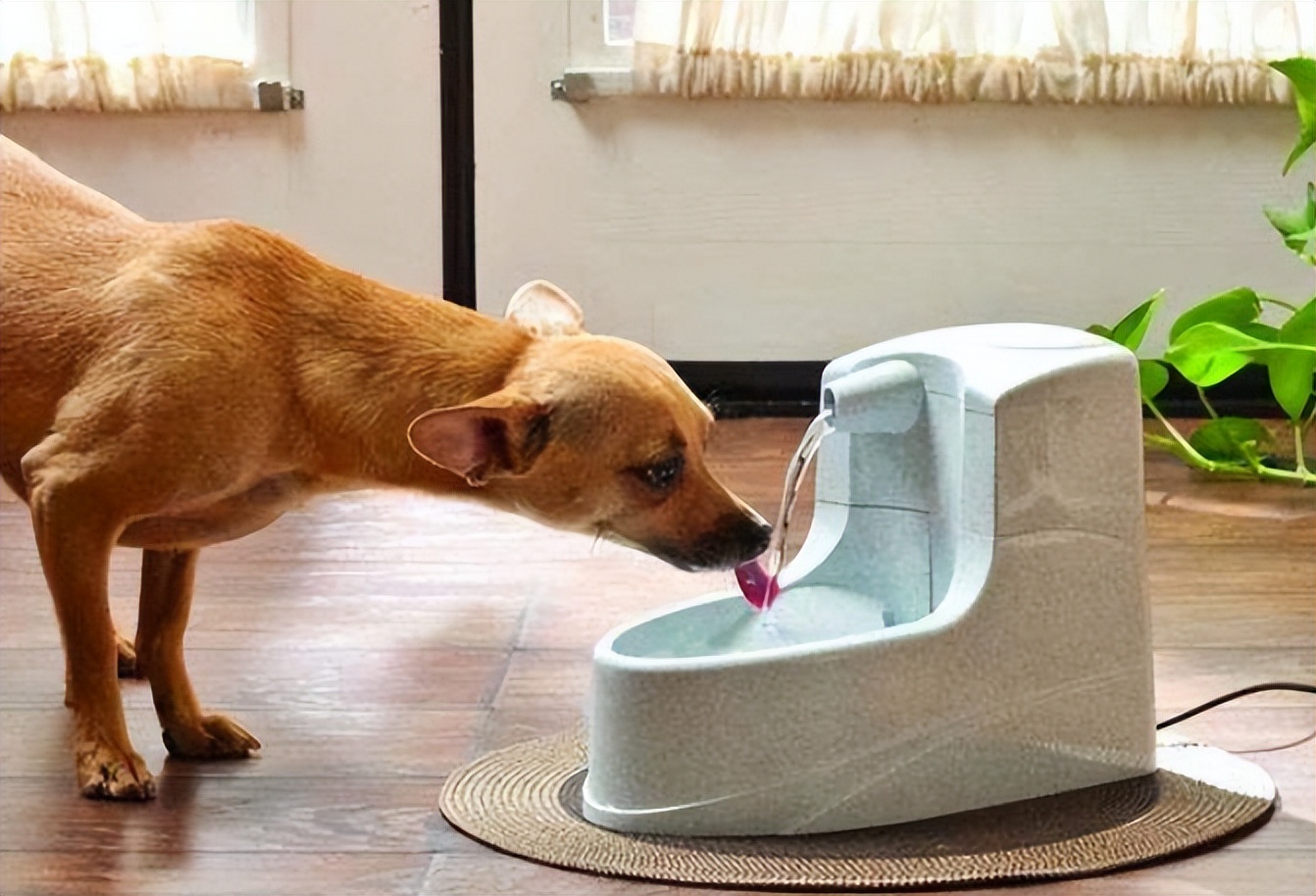 呵护爱宠:狗狗尿路感染有点流脓怎么办狗狗泌尿方面有问题怎么办