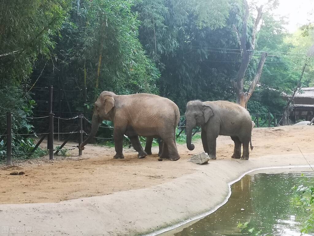 2021年一路北上闪耀的星，大象，会怕老鼠？看完你会有新的发现