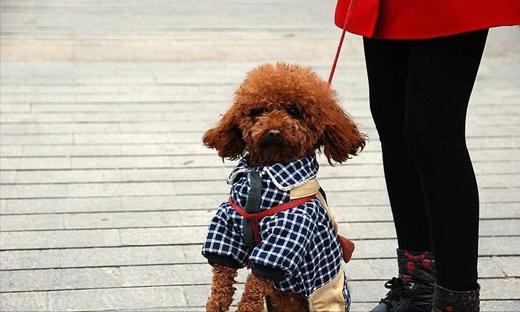 泰迪到底能不能养,为什么说泰迪很不好养呢