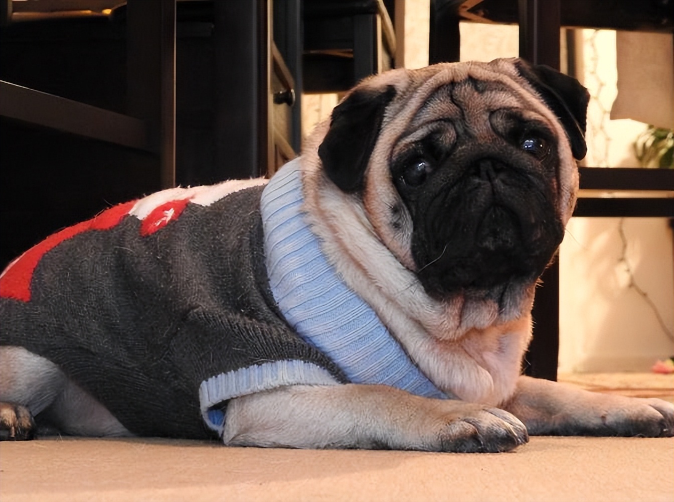 便宜又好养的五种狗排名,世界上最适合新手养的狗是什么狗