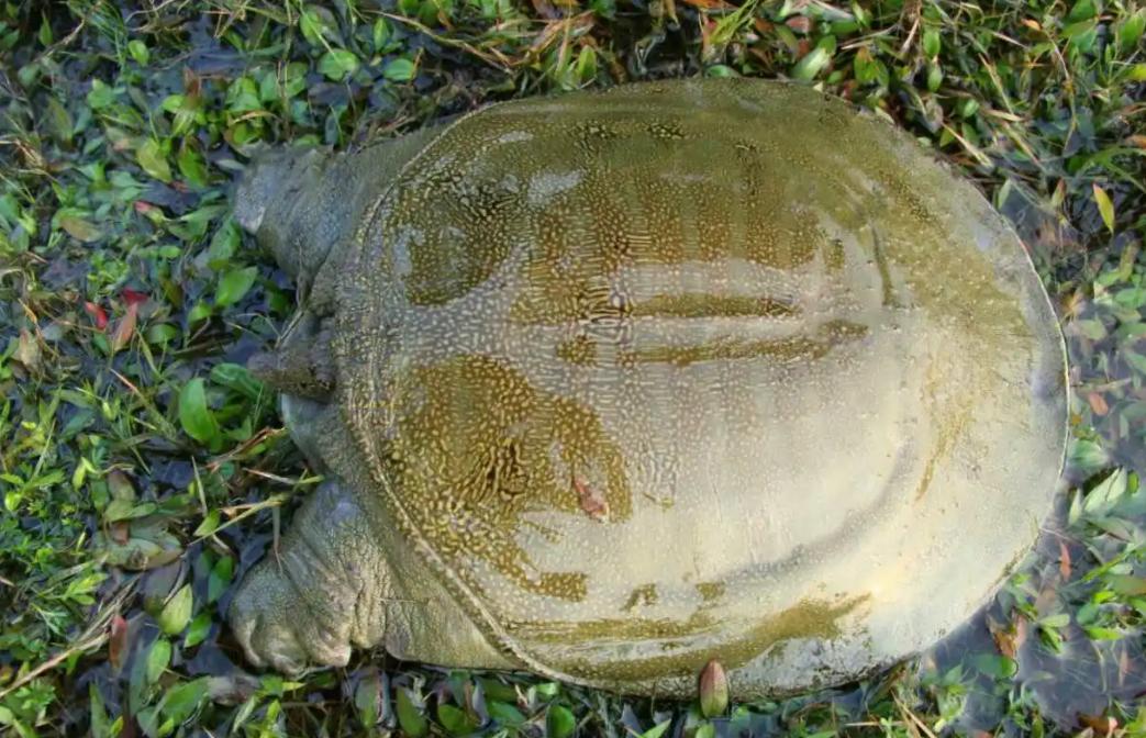 在田里挖到一只甲鱼能吃吗,土里挖出的甲鱼能吃吗