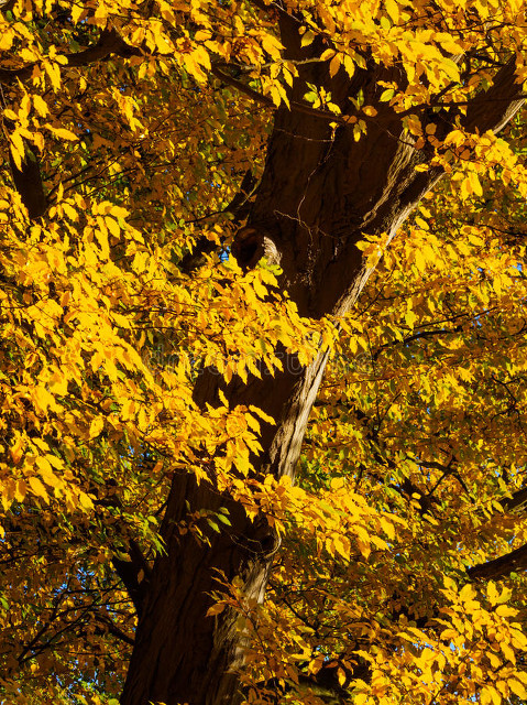八六年属虎的开饭店摆什么花旺财,86年属虎人的2022全年戴什么旺财