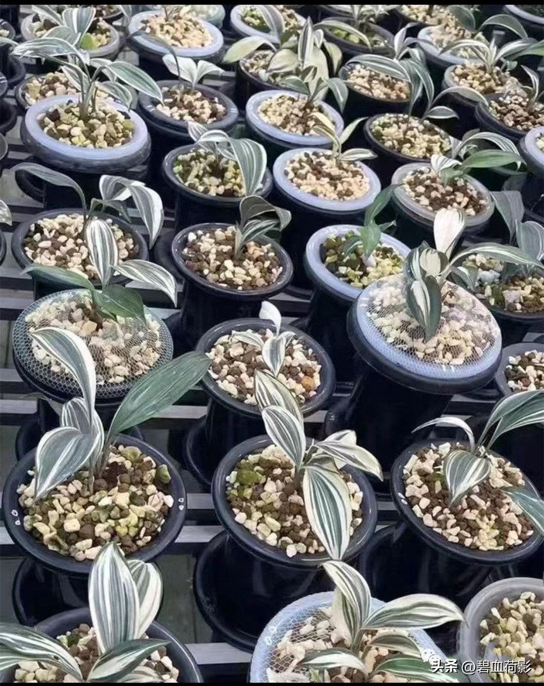 兰市低迷兔耳兰却一家独大,兰友要不要跟风投资?你需要明白五点