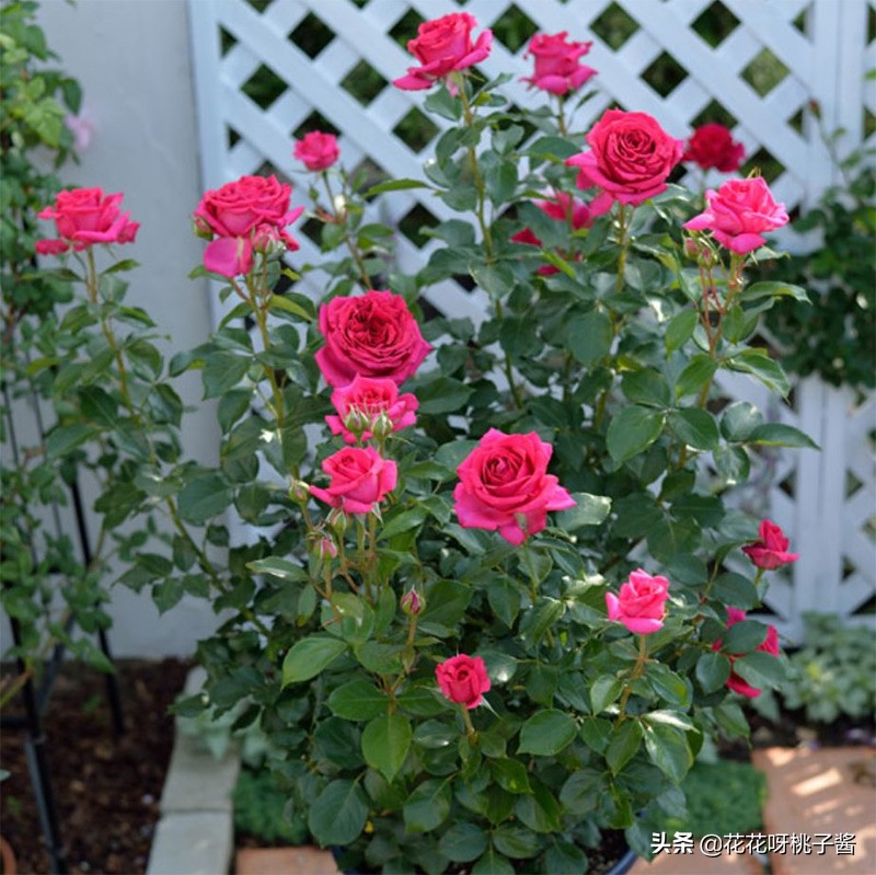 黄色月季哪个品种耐热耐晒抗病强,最耐热耐晒的切花藤本月季品种