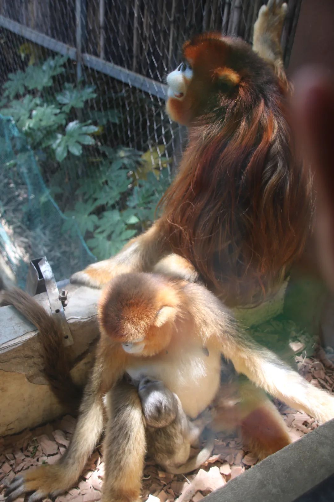 淮安动物园位置,淮安动物园多大面积