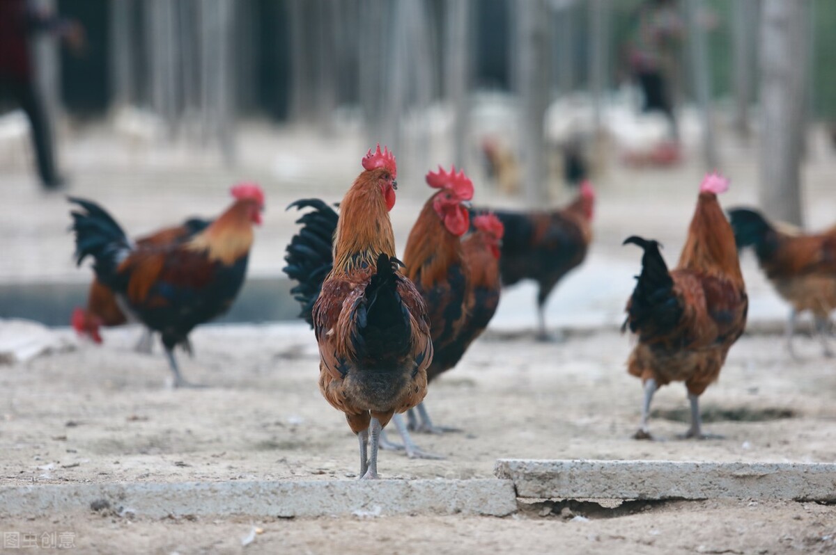 兽医老王最新视频,兽医老王谈养殖