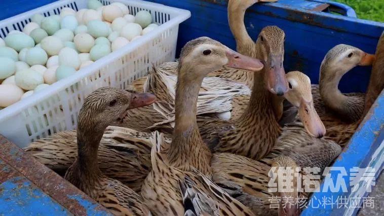 鸭子可以喂产蛋期饲料吗,下蛋的鸭子怎么配饲料