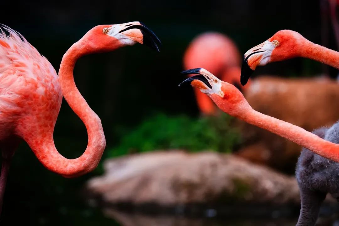 150-600mm超长焦镜头,150-600长焦镜头能拍多远