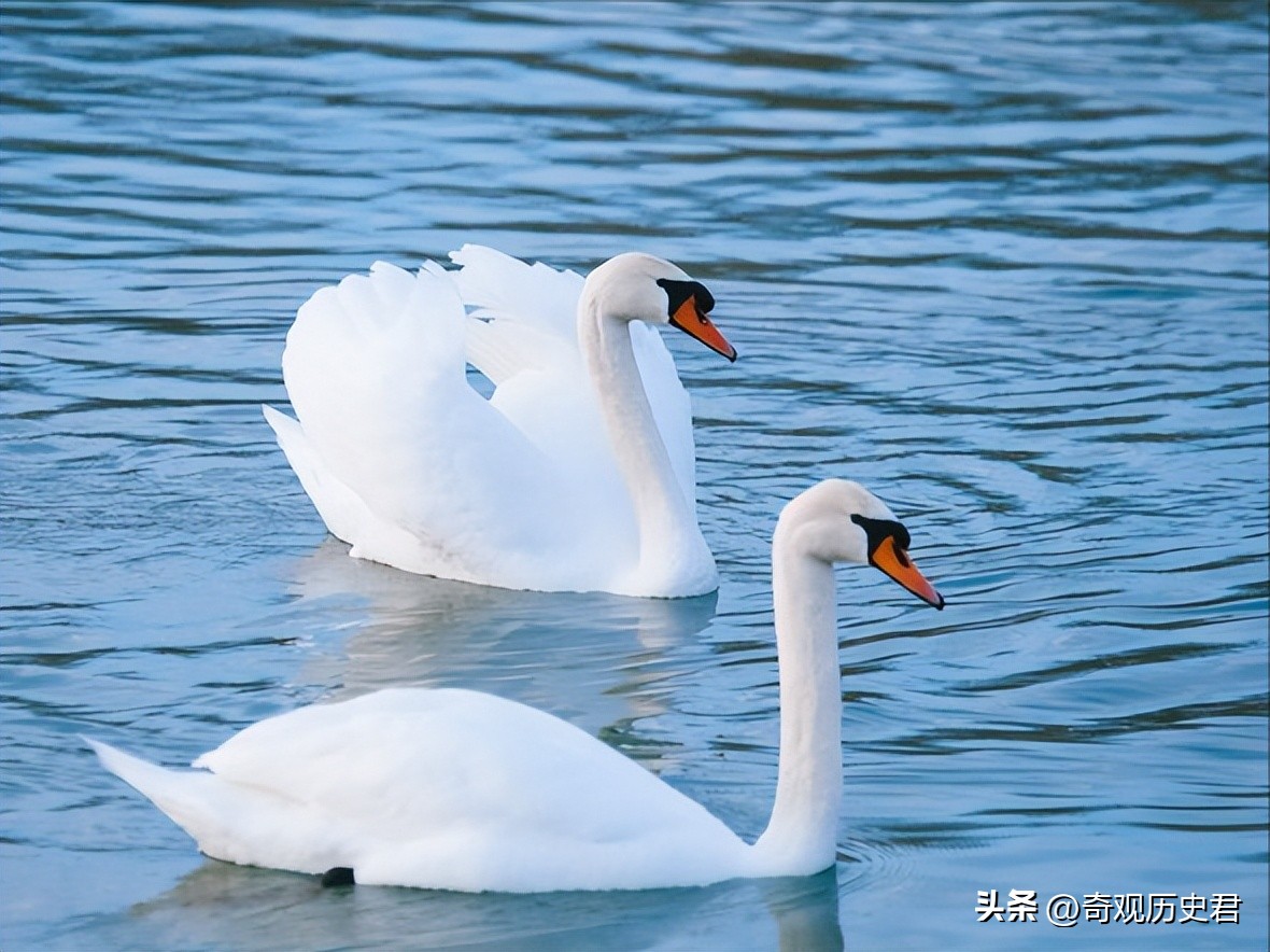 动物和人类行为的研究,有关动物行为的研究