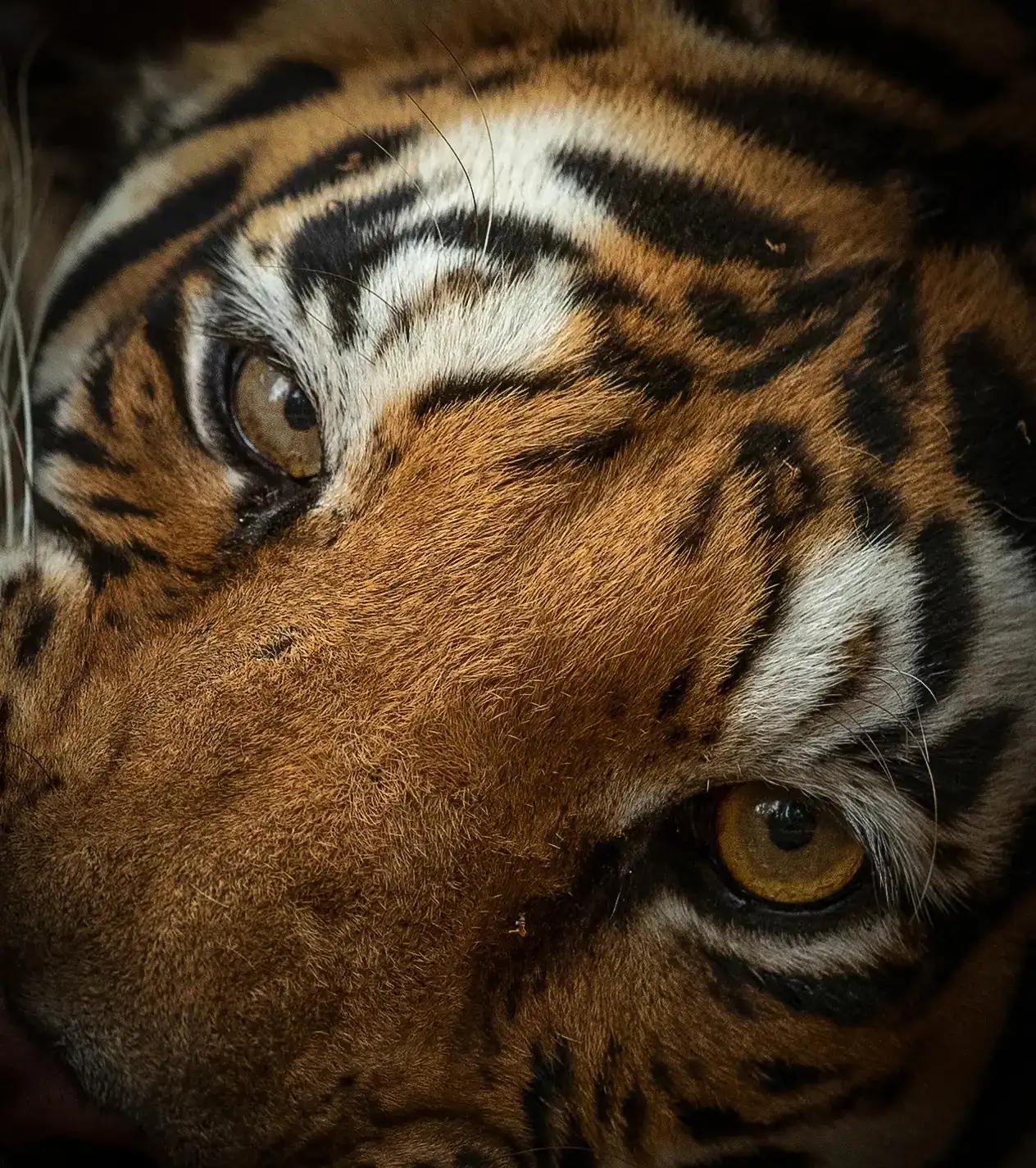 猛虎潜深山长啸自成风出自哪里,猛虎潜深山长啸自生风打一生肖