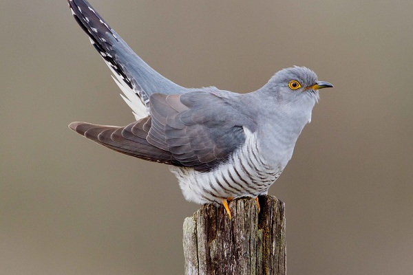 杜鹃鸟鸠占鹊巢的解释搞笑,鸠占鹊巢杜鹃鸟比鸟妈妈还大