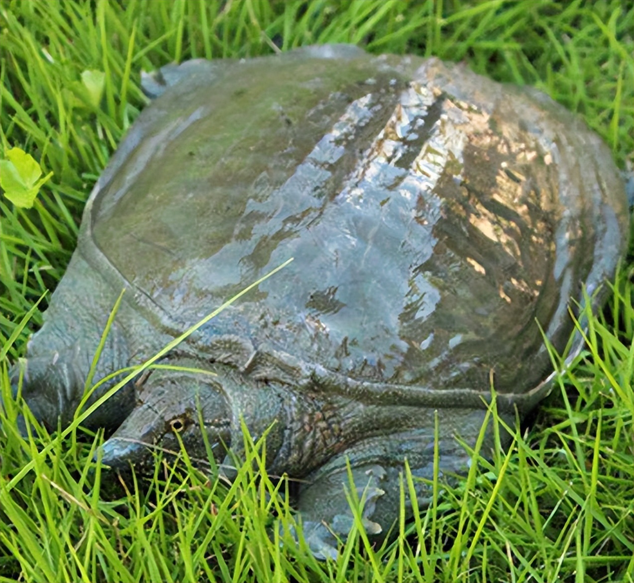 薄荷有清热解毒疏散风热,薄荷有清热凉血功效吗