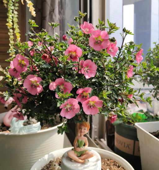 哪些花冬天需要移到室内,冬季花怎么过冬最好