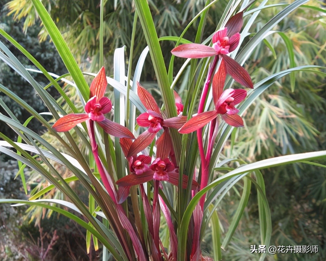 看了这款兰花!我被彻底“征服了”,以开品论价格,满满的高级感