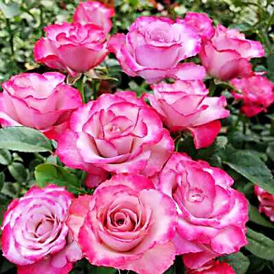 旋转木马和粉扇月季区别,月季旋转木马怎么养