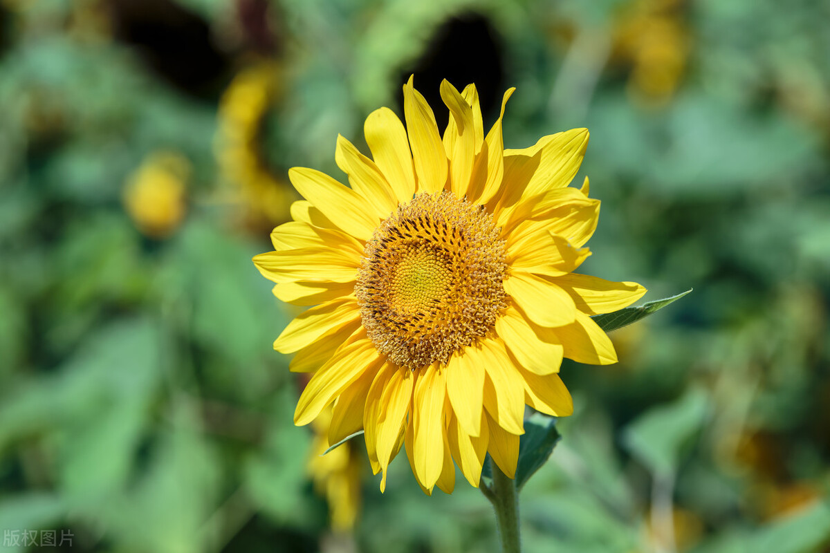 郭进拴走进静升镇,郭进拴原创长篇