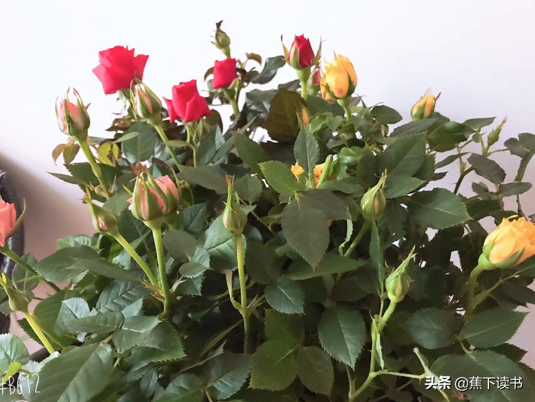 岁月不停往前走歌名,玫瑰花瓣一片一片飘落在眼前