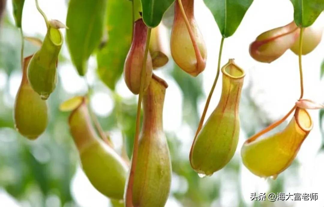 6种最危险的食肉植物,10种可怕食肉植物