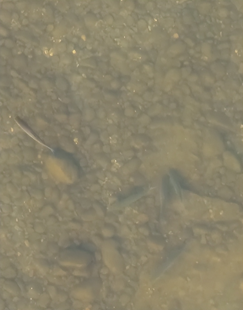 实拍合江门：成群肥硕大鱼聚集岸边，长江离鱼多成灾还有多远？