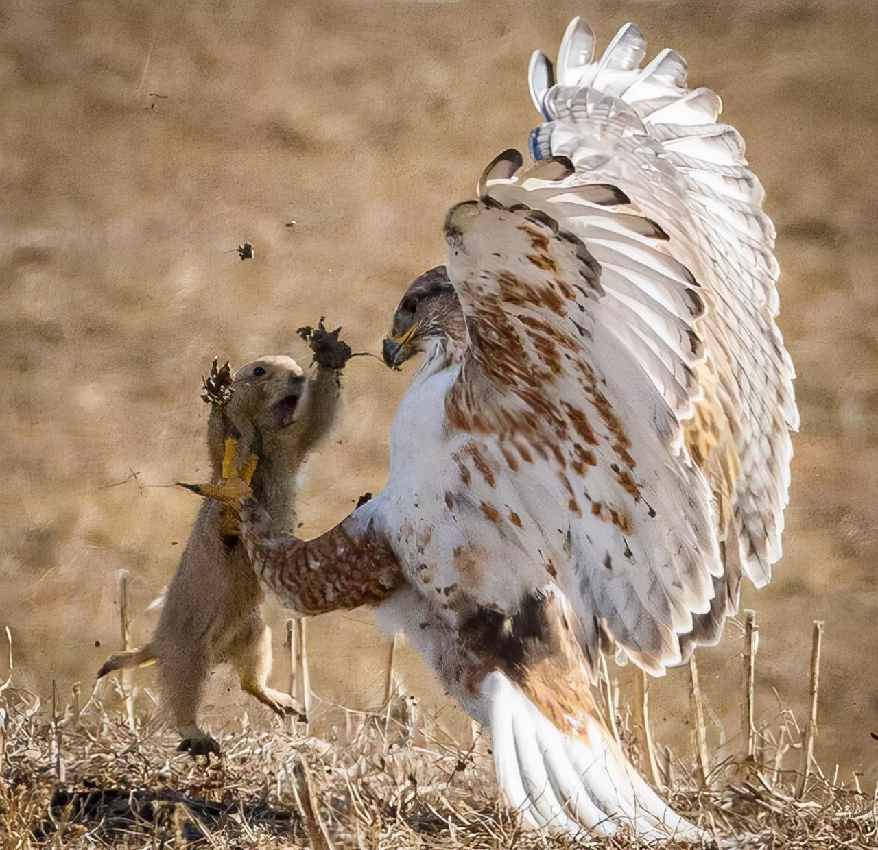 巨型猛犸为何灭绝,猛犸多少年前灭绝的